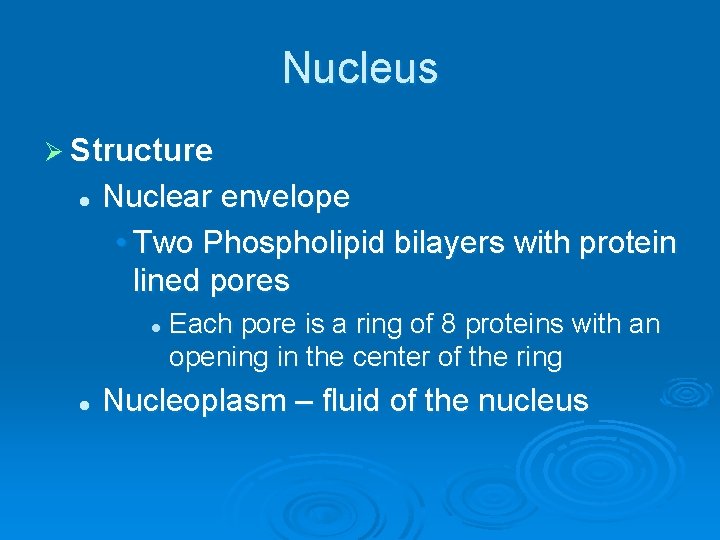 Nucleus Ø Structure l Nuclear envelope • Two Phospholipid bilayers with protein lined pores