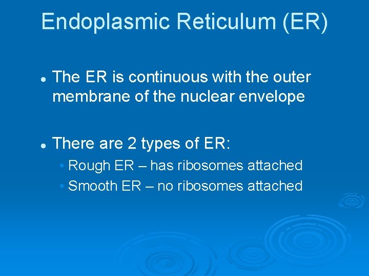 Endoplasmic Reticulum (ER) l l The ER is continuous with the outer membrane of