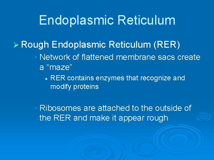 Endoplasmic Reticulum Ø Rough Endoplasmic Reticulum (RER) • Network of flattened membrane sacs create