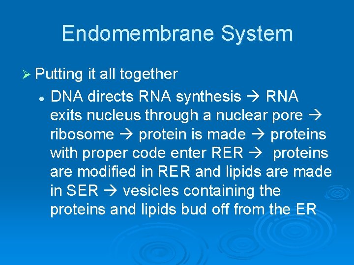 Endomembrane System Ø Putting it all together l DNA directs RNA synthesis RNA exits