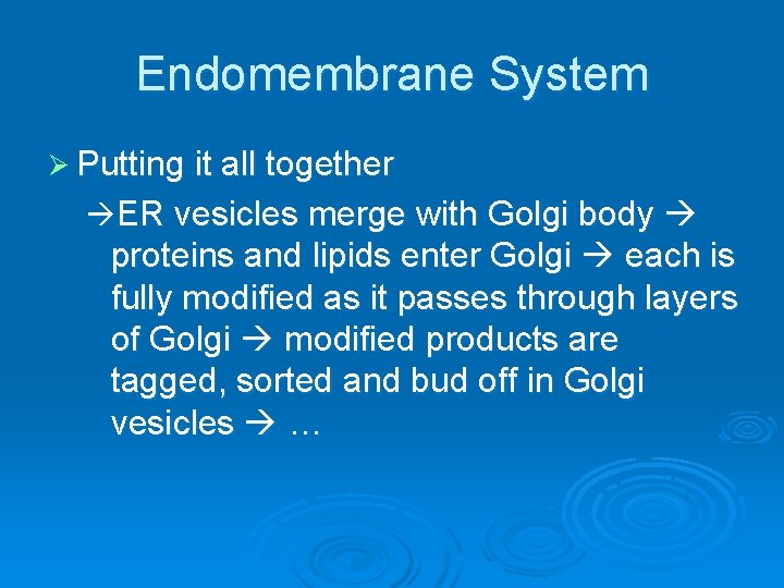 Endomembrane System Ø Putting it all together ER vesicles merge with Golgi body proteins