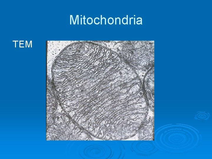 Mitochondria TEM 