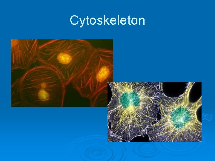 Cytoskeleton 