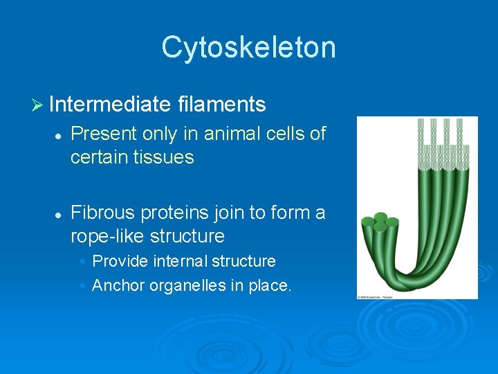 Cytoskeleton Ø Intermediate filaments l l Present only in animal cells of certain tissues