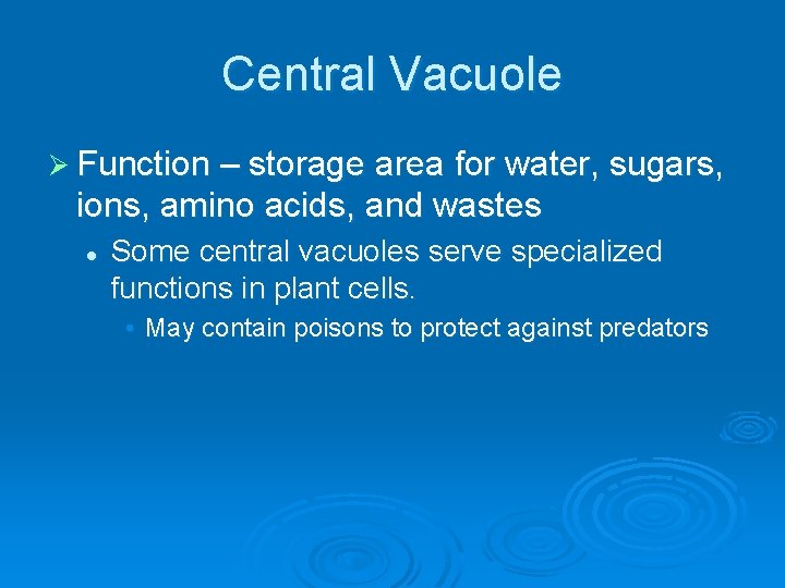 Central Vacuole Ø Function – storage area for water, sugars, ions, amino acids, and