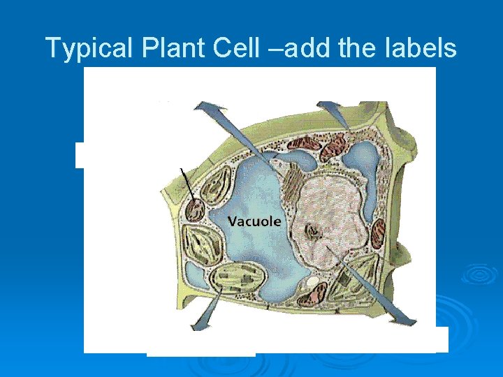 Typical Plant Cell –add the labels 