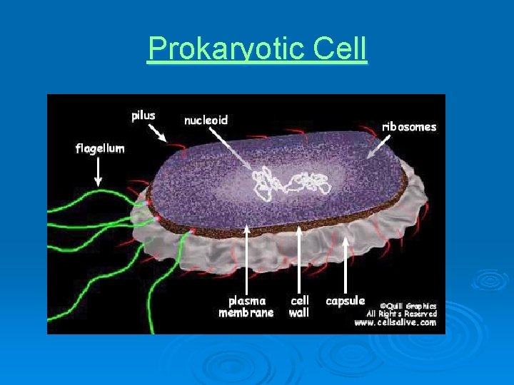 Prokaryotic Cell 