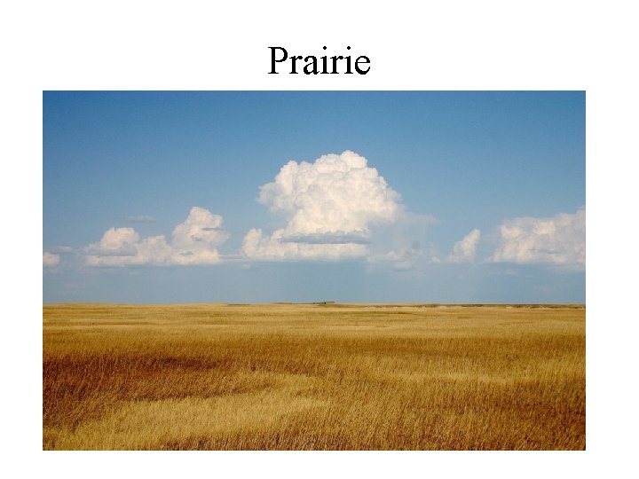 Prairie 