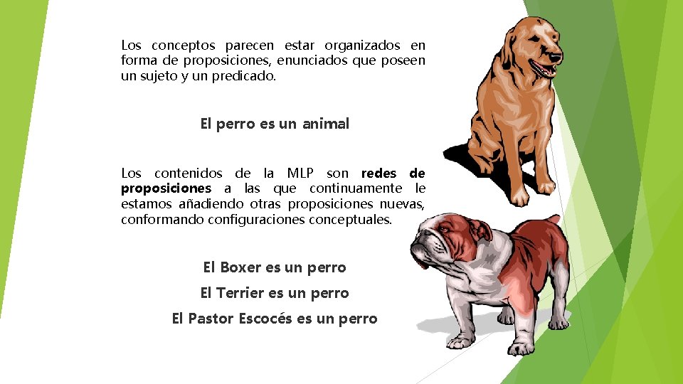 Los conceptos parecen estar organizados en forma de proposiciones, enunciados que poseen un sujeto