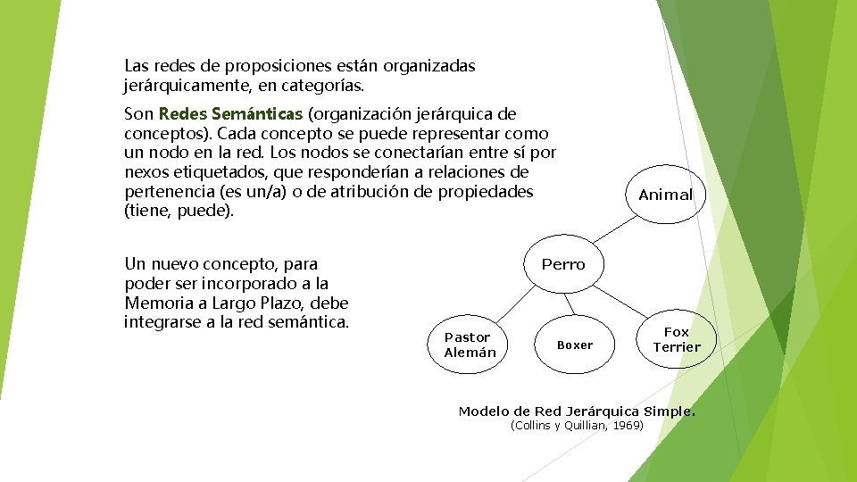 Las redes de proposiciones están organizadas jerárquicamente, en categorías. Son Redes Semánticas (organización jerárquica