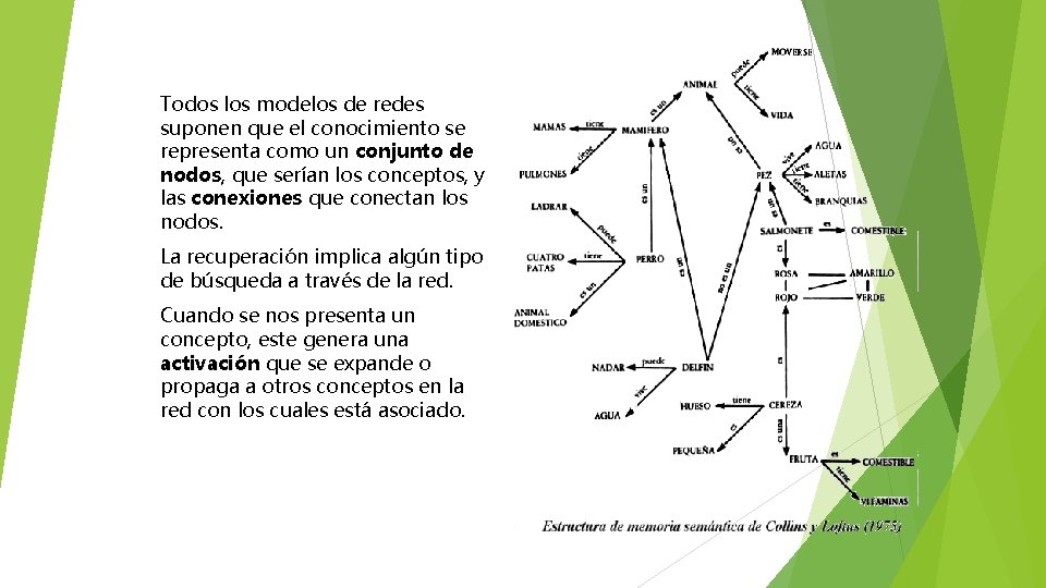 Todos los modelos de redes suponen que el conocimiento se representa como un conjunto