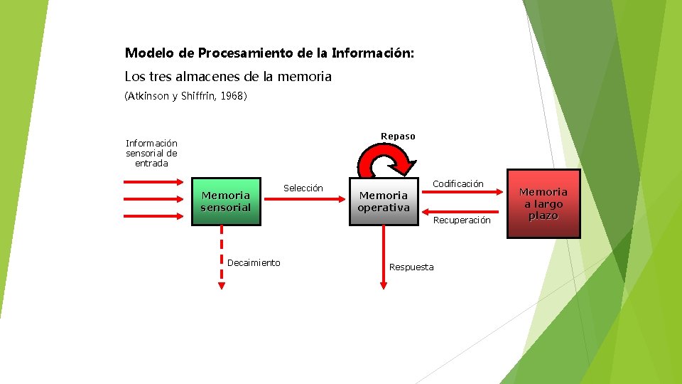 Modelo de Procesamiento de la Información: Los tres almacenes de la memoria (Atkinson y