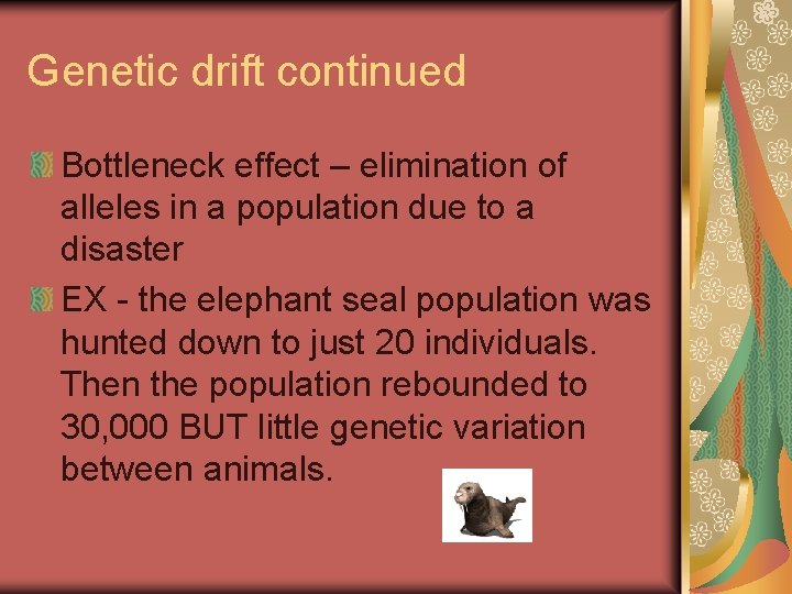 Genetic drift continued Bottleneck effect – elimination of alleles in a population due to