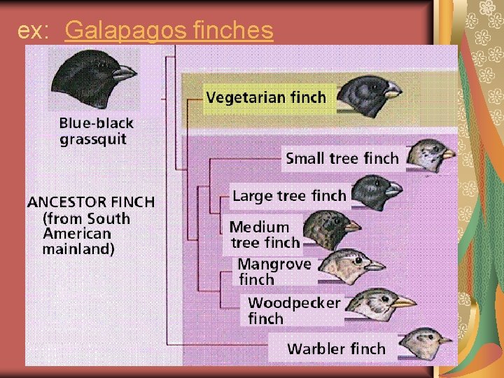 ex: Galapagos finches 