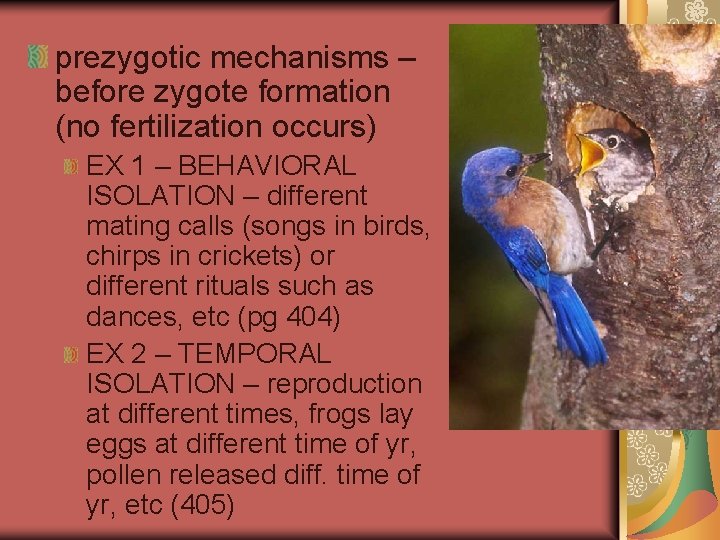 prezygotic mechanisms – before zygote formation (no fertilization occurs) EX 1 – BEHAVIORAL ISOLATION