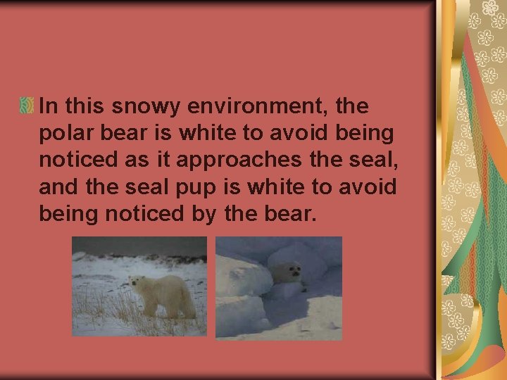 In this snowy environment, the polar bear is white to avoid being noticed as