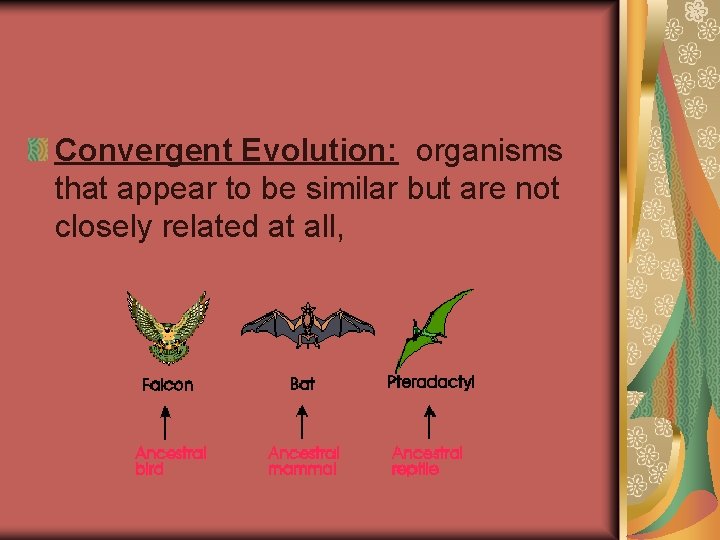 Convergent Evolution: organisms that appear to be similar but are not closely related at