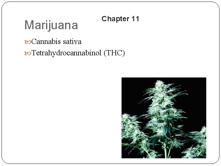 Marijuana Chapter 11 Cannabis sativa Tetrahydrocannabinol (THC) 