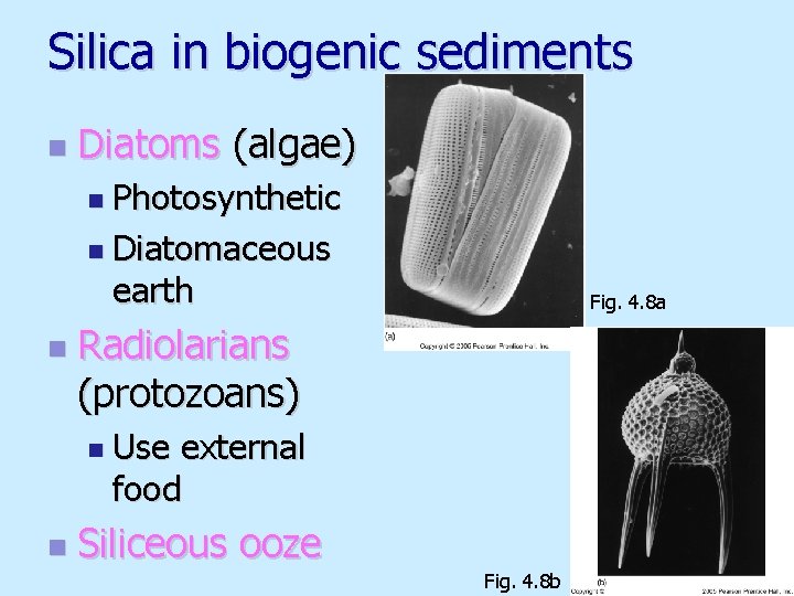Silica in biogenic sediments n Diatoms (algae) n Photosynthetic n Diatomaceous earth n Fig.