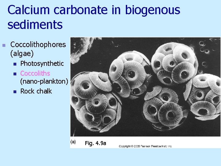 Calcium carbonate in biogenous sediments n Coccolithophores (algae) n n n Photosynthetic Coccoliths (nano-plankton)