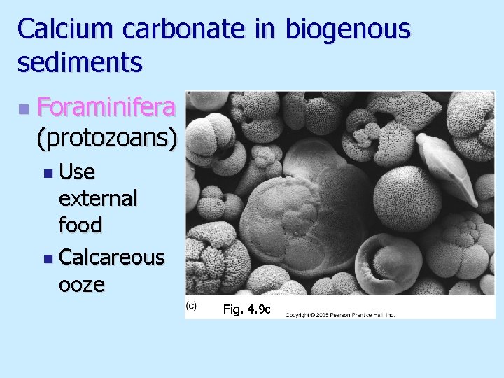 Calcium carbonate in biogenous sediments n Foraminifera (protozoans) n Use external food n Calcareous