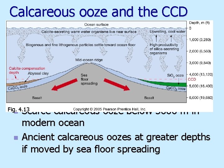 Calcareous ooze and the CCD Scarce calcareous ooze below 5000 m in modern ocean