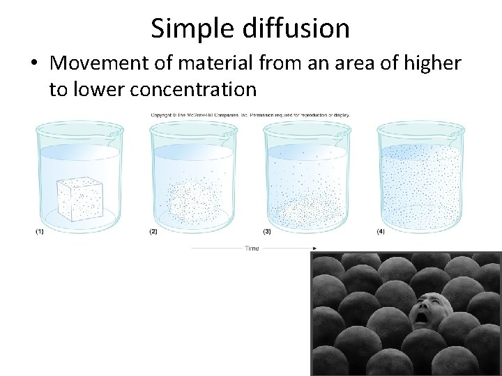 Simple diffusion • Movement of material from an area of higher to lower concentration