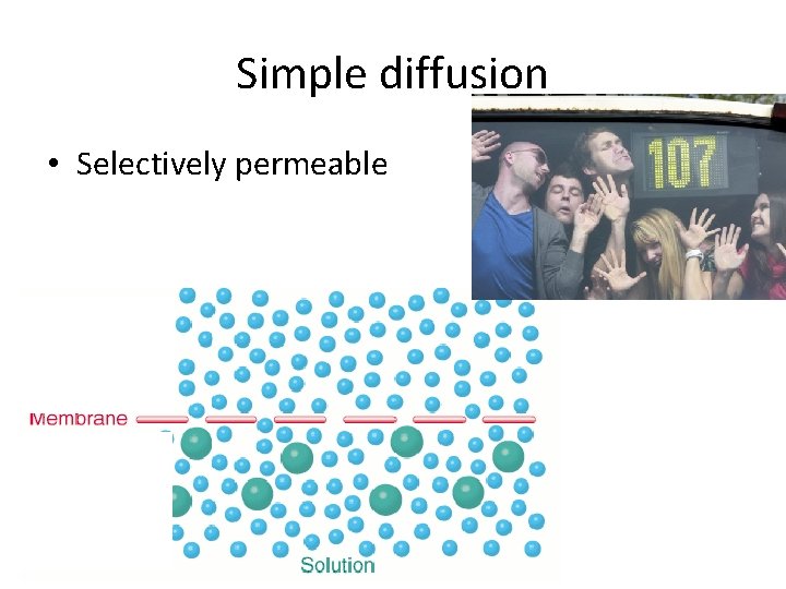 Simple diffusion • Selectively permeable 