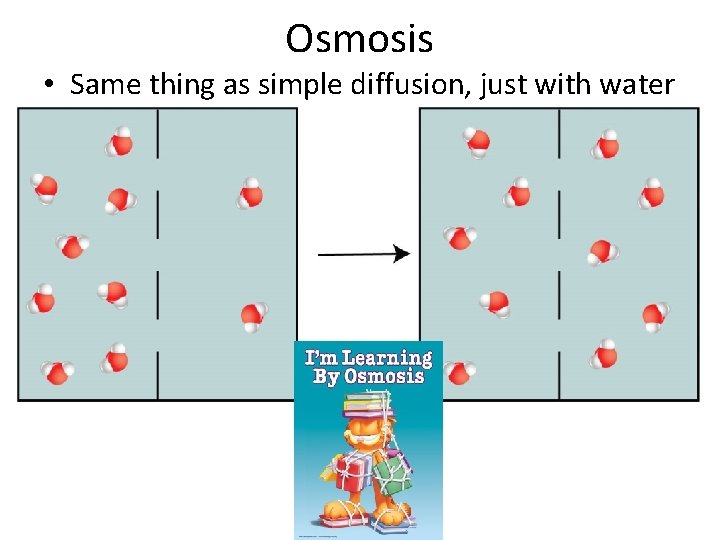 Osmosis • Same thing as simple diffusion, just with water 
