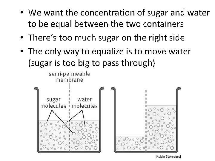 • We want the concentration of sugar and water to be equal between
