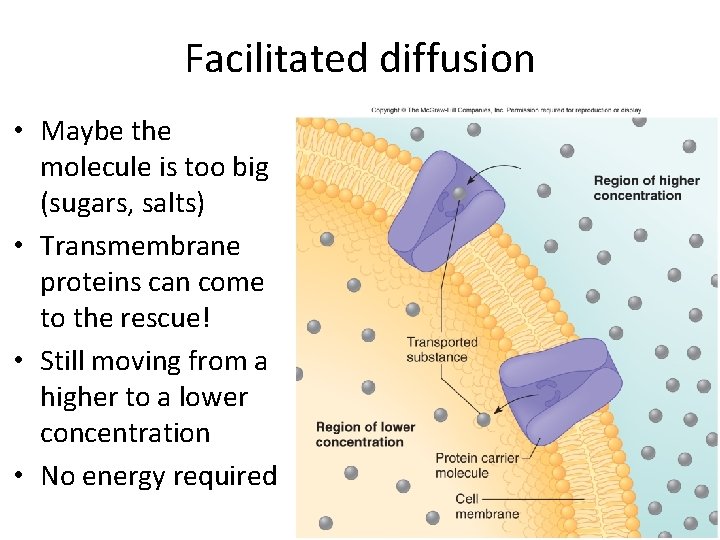 Facilitated diffusion • Maybe the molecule is too big (sugars, salts) • Transmembrane proteins