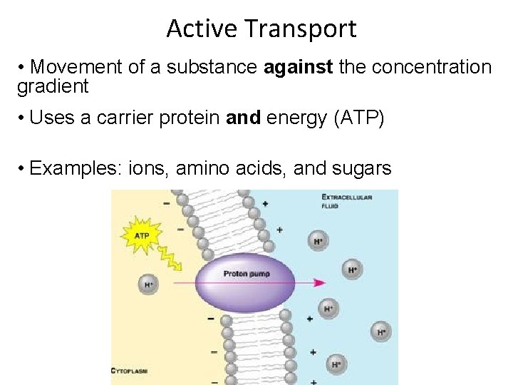 Active Transport • Movement of a substance against the concentration gradient • Uses a