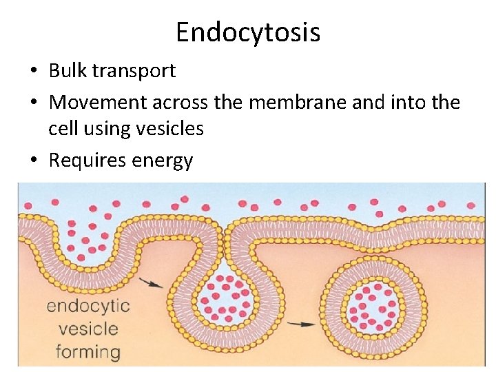 Endocytosis • Bulk transport • Movement across the membrane and into the cell using