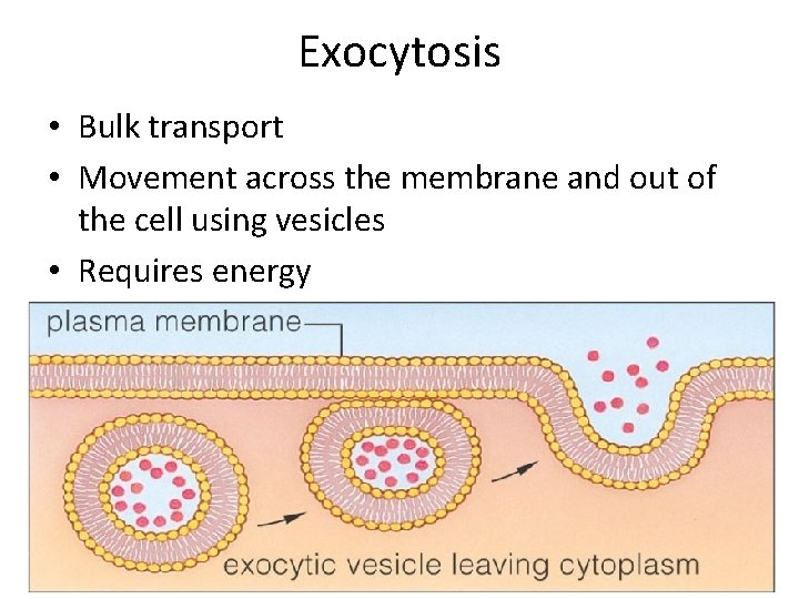 Exocytosis • Bulk transport • Movement across the membrane and out of the cell