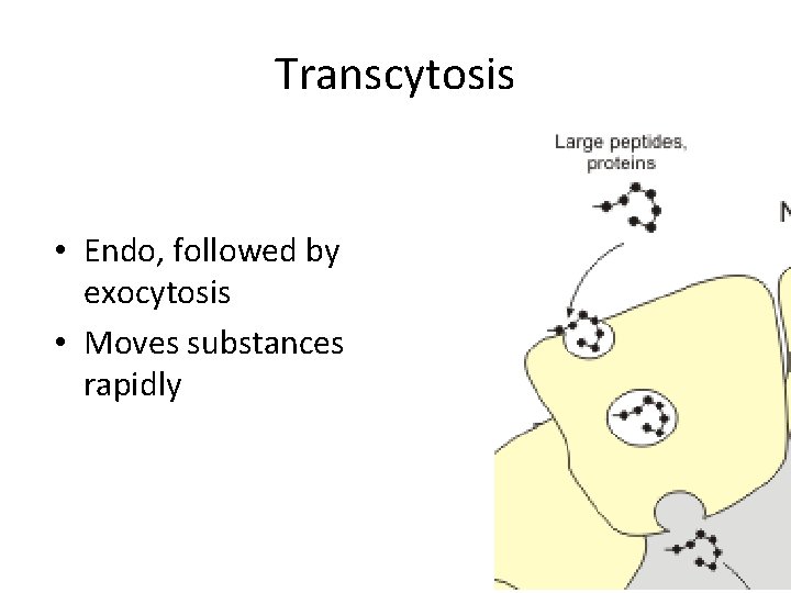 Transcytosis • Endo, followed by exocytosis • Moves substances rapidly 