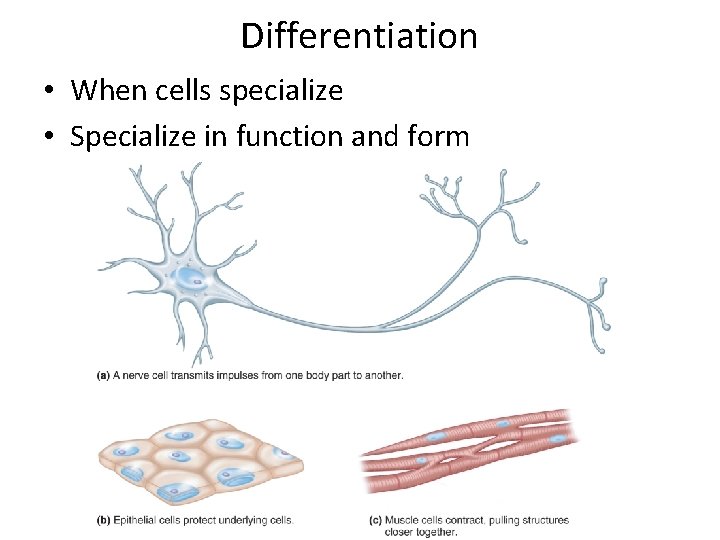 Differentiation • When cells specialize • Specialize in function and form 