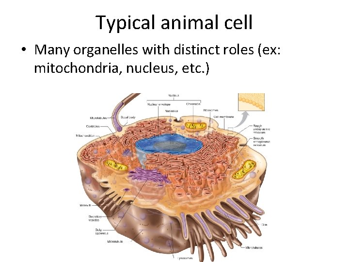 Typical animal cell • Many organelles with distinct roles (ex: mitochondria, nucleus, etc. )