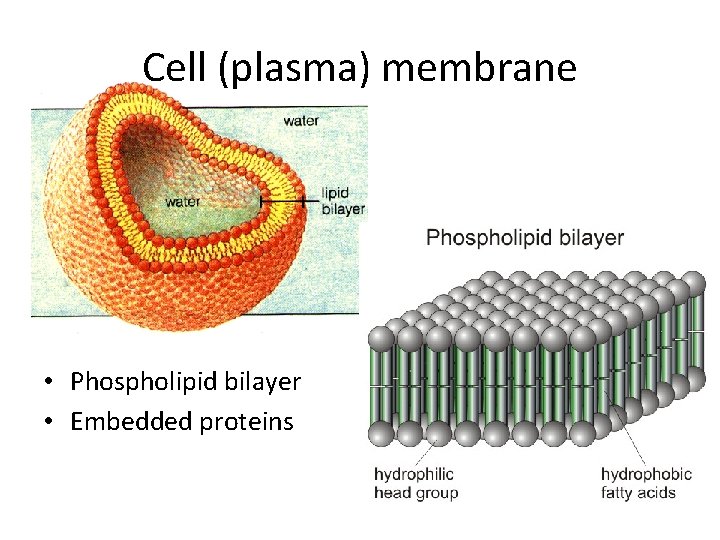 Cell (plasma) membrane • Phospholipid bilayer • Embedded proteins 