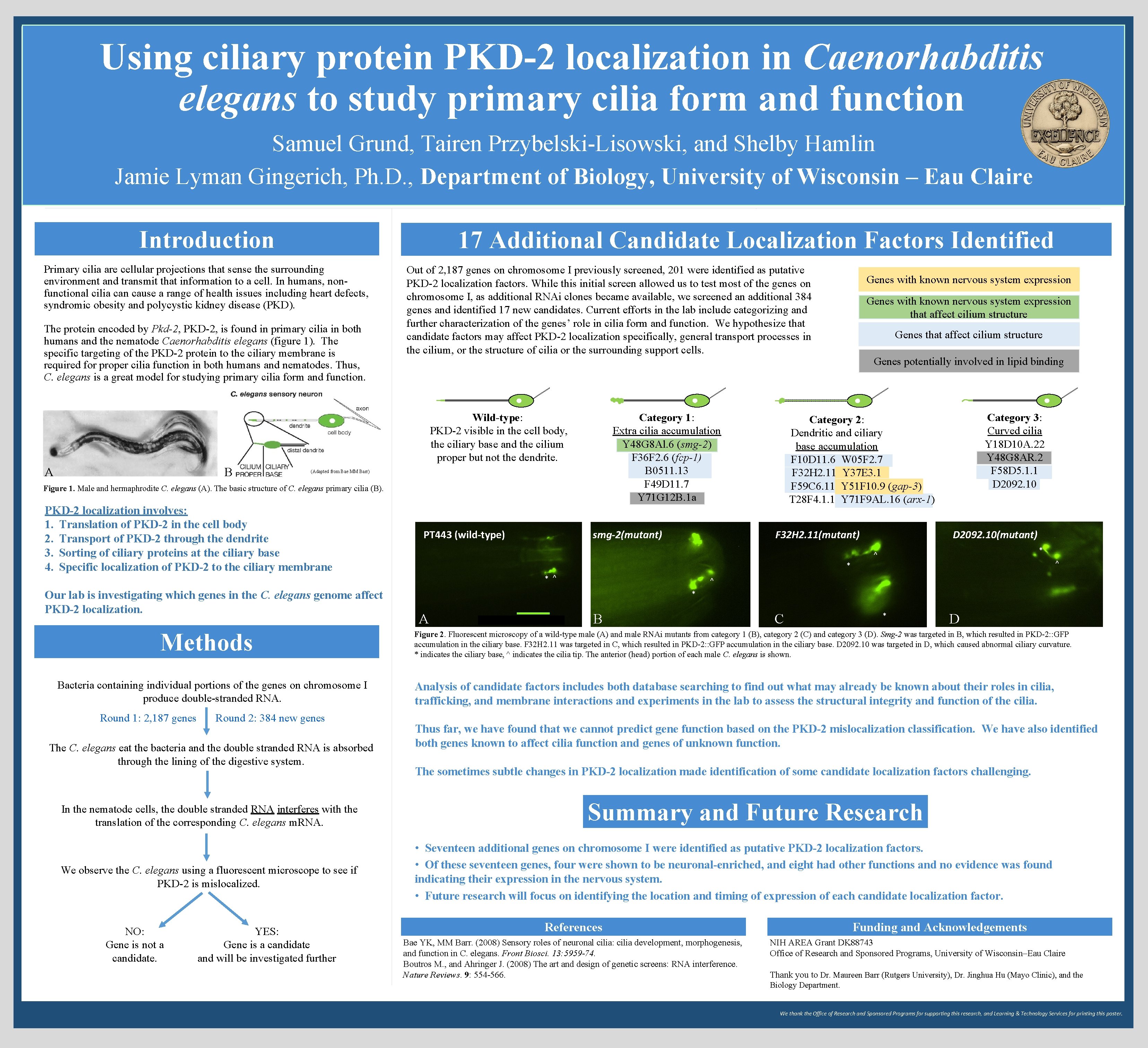 Using ciliary protein PKD-2 localization in Caenorhabditis elegans to study primary cilia form and