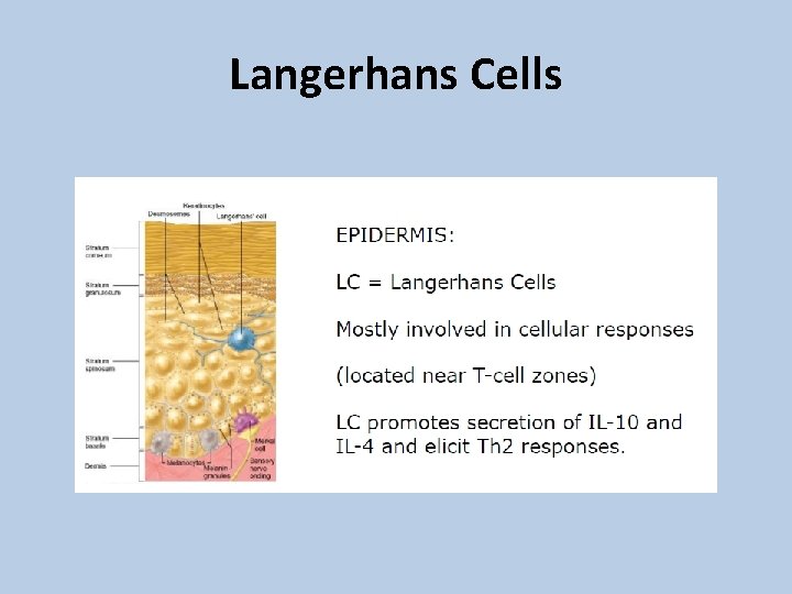 Langerhans Cells 