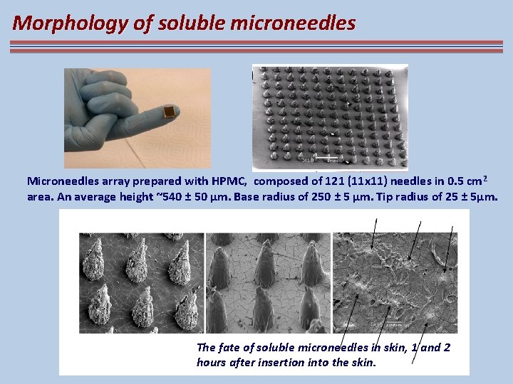 Morphology of soluble microneedles Microneedles array prepared with HPMC, composed of 121 (11 x
