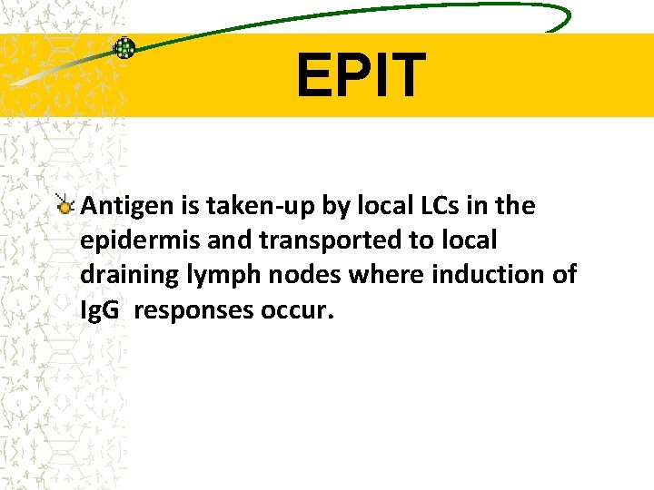 EPIT Antigen is taken-up by local LCs in the epidermis and transported to local