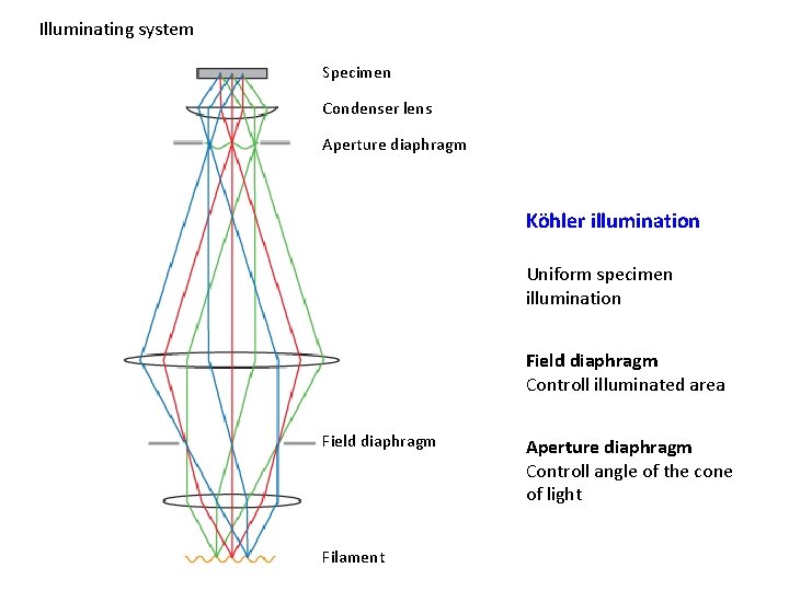 Illuminating system Specimen Condenser lens Aperture diaphragm Köhler illumination Uniform specimen illumination Field diaphragm