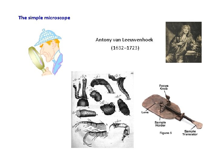 The simple microscope Antony van Leeuwenhoek (1632− 1723) 