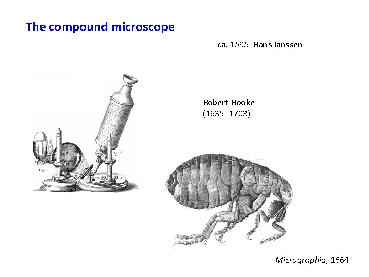 The compound microscope ca. 1595 Hans Janssen Robert Hooke (1635− 1703) Micrographia, 1664 