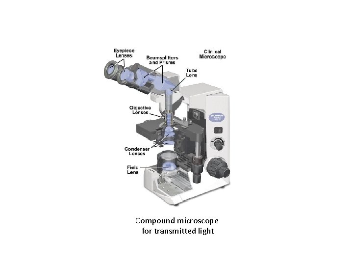 Compound microscope for transmitted light 