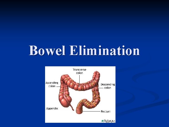 Bowel Elimination 