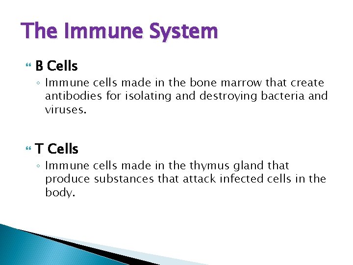 The Immune System B Cells ◦ Immune cells made in the bone marrow that