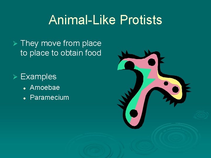 Animal-Like Protists Ø They move from place to obtain food Ø Examples l l Animal-Like Protists Ø They move from place to obtain food Ø Examples l l