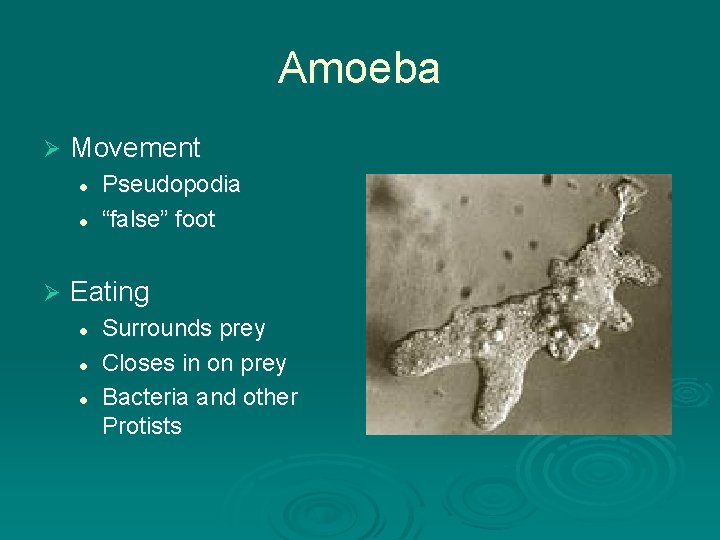 Amoeba Ø Movement l l Ø Pseudopodia “false” foot Eating l l l Surrounds Amoeba Ø Movement l l Ø Pseudopodia “false” foot Eating l l l Surrounds